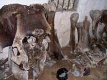 Digging the elephant skeleton weighing over 500 kg in Nghe An