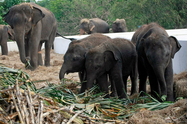 Diners become new threats of Thai elephants
