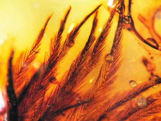 Dinosaur feathers in amber
