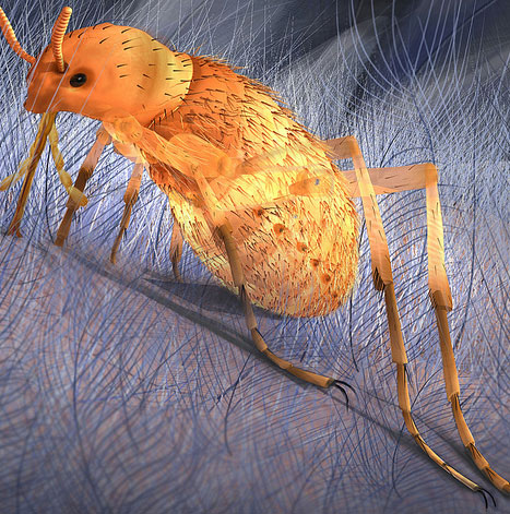 Dinosaur fleas