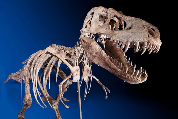 Dinosaur skeleton cost 22 billion