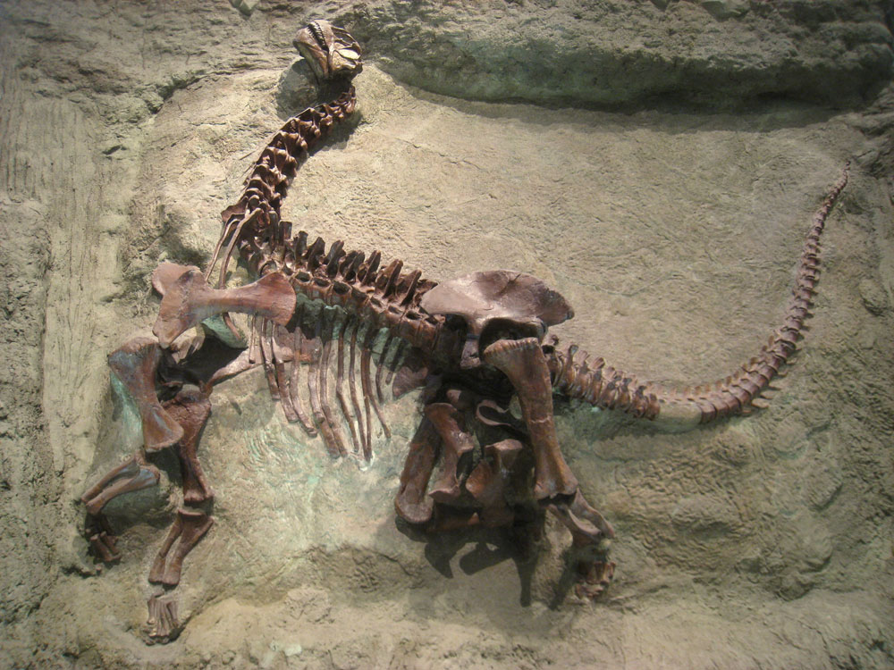 Dinosaurs also migrate