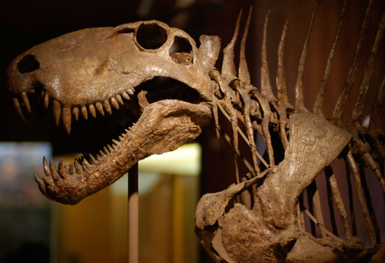 Dinosaurs are hot-blooded and active