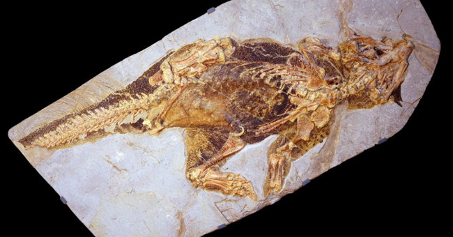 Dinosaurs camouflage with skin color to deceive the enemy