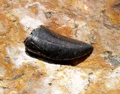 Dinosaurs used to live in the arctic
