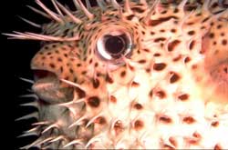 Diodon hystrix hedgehog