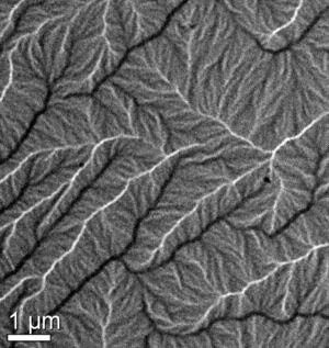 Direct measurement of fluctuations in ferromagnetism