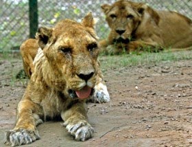 Disaster experiment at Indian zoo