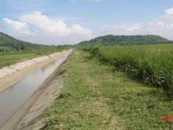 Disaster recovery with ... vetiver grass