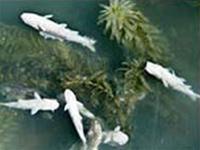 Disaster spills in Spain