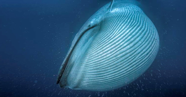 Disaster turns blue whale into the largest creature on the planet