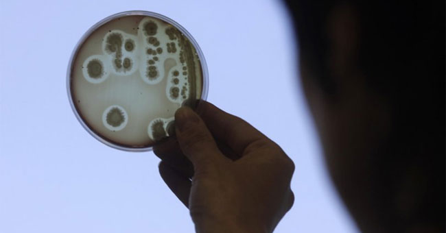 Disaster when bacteria disappear from Earth