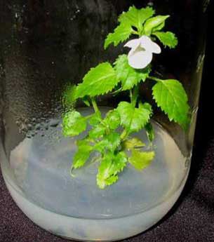 Discolor flower in test tube