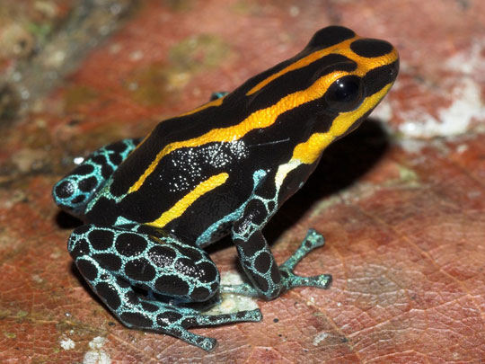 Discover 1,220 new species of creatures in the Amazon forest