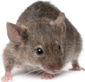 Discover 18 strains of virus originating from mice
