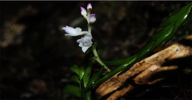 Discover 2 beautiful new orchids in Lao Cai and Khanh Hoa
