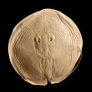 Discover 2 strange stingray species in the Amazon area