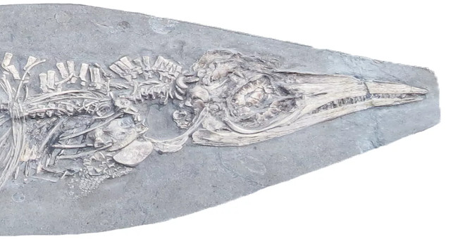 Discover 200 million year old fossil with a belly filled with squid