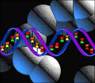 Discover 3 specific genes that help us evolve into humans!