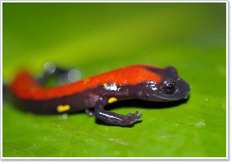 Discover 3 unique new salamanders