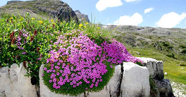 Discover 300-year flowers in the Arctic