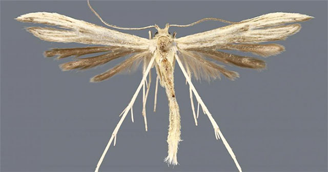 Discover 4 mosquitoes of the size of mosquitoes
