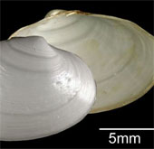 Discover 4 new marine species