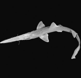 Discover 4 new shark species