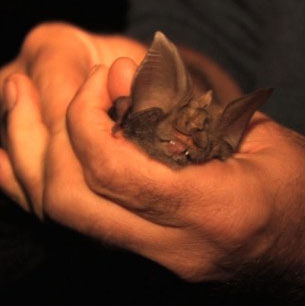 Discover 4 strange bat species