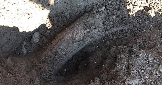 Discover 400,000 years of mammoth tusks in Siberia