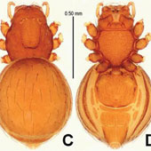 Discover 5 new arachnoid spiders