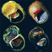 Discover 5 new species of sea snail