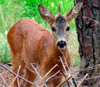 Discover a deer with a rare horn