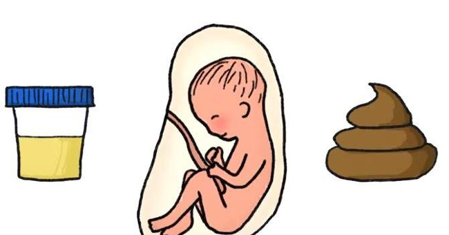 Discover a delicate story: How is a baby's stomach, puffy in the womb?