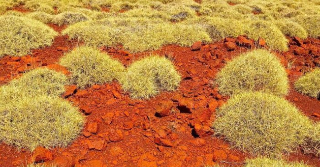 Discover a grass that tastes like ... chips
