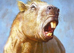 Discover a large hamster like a buffalo, as strong as a tiger