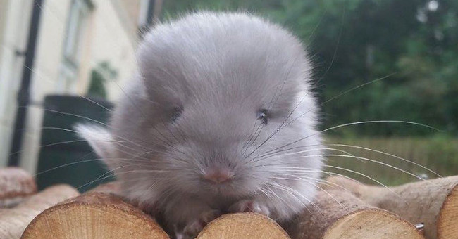 Discover a lovely squirrel with a round ass like a fake