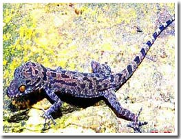 Discover a new lizard species in Vietnam
