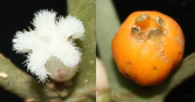 Discover a new plant species in Hon Ba