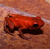 Discover a new poisonous frog in Panama