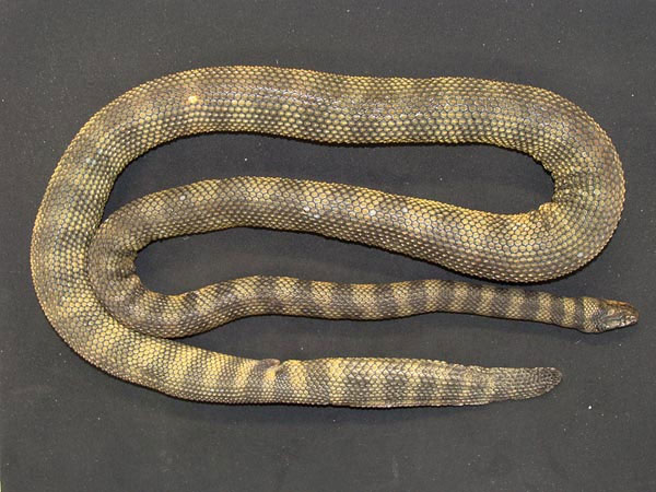 Discover a new poisonous sea snake