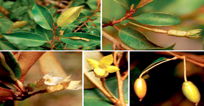 Discover a new species in Lam Dong