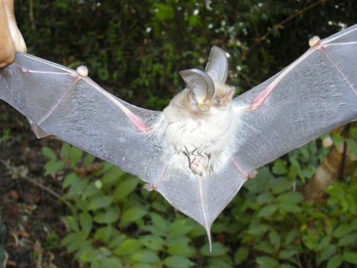 Discover a new species of bat that has a sense