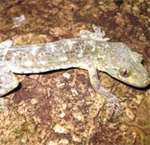 Discover a new species of gecko