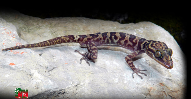 Discover a new species of Lizard in Ninh Binh