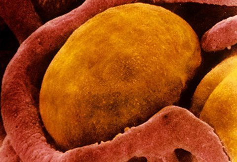 Discover a new type of fat in humans