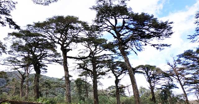 Discover a rare and precious conifer population in Lao Cai