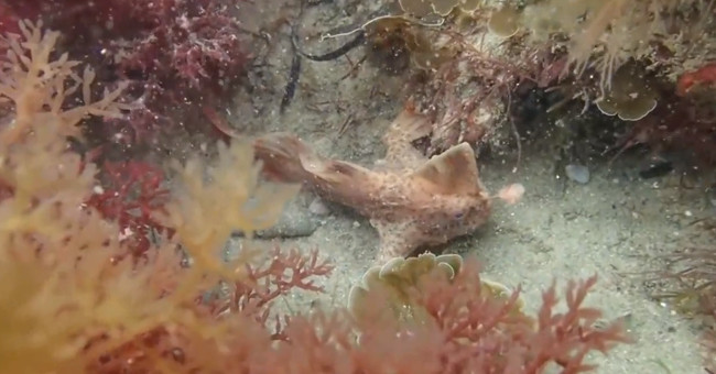 Discover a rare hand-walking fish species in the Tasmanian sea floor