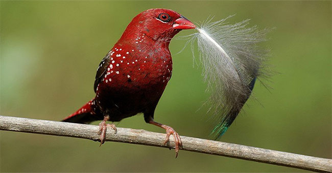 Discover a red bird like blood in Vietnam
