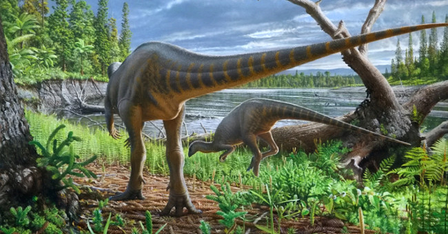 Discover a small dinosaur with turkey in Australia